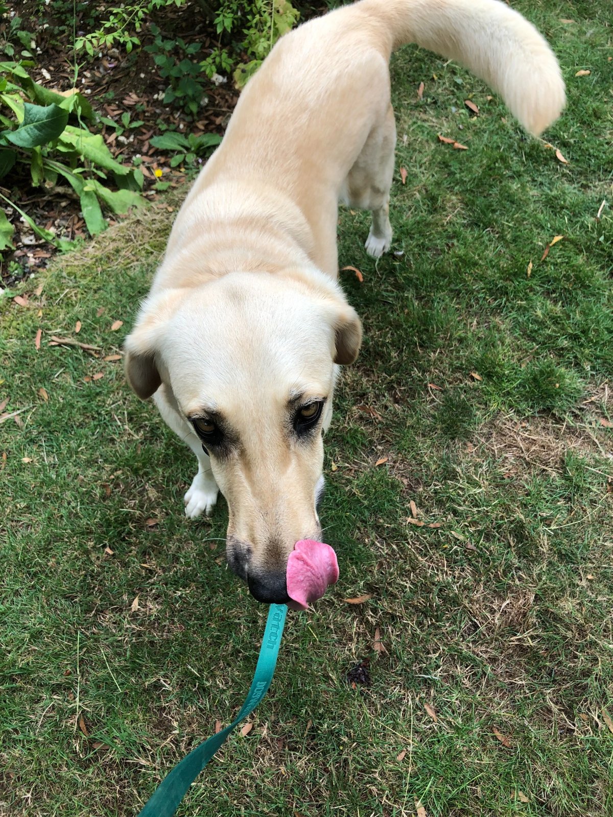 Daisy the Kangal licking her nose during gentle dog fence training, showing a common calming signal in nervous dogs