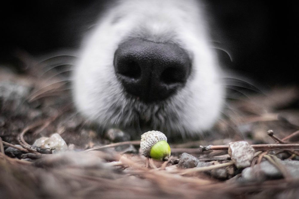 Dog sniffing an acorn on the ground – awareness of acorn poisoning risk for dogs