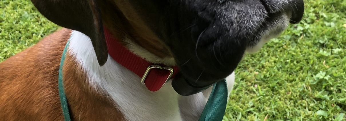“Young Boxer puppy sitting on grass wearing a red collar and lead during DogFence boundary training session