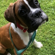 boxer-puppy-dogfence-boundary-training “Young Boxer puppy sitting on grass wearing a red collar and lead during DogFence boundary training session