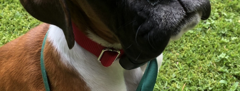 “Young Boxer puppy sitting on grass wearing a red collar and lead during DogFence boundary training session