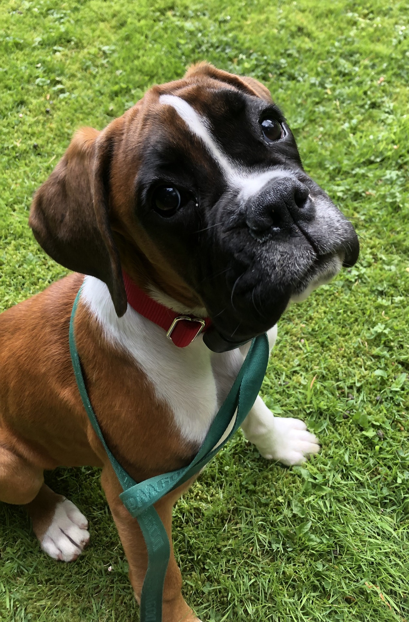 “Young Boxer puppy sitting on grass wearing a red collar and lead during DogFence boundary training session