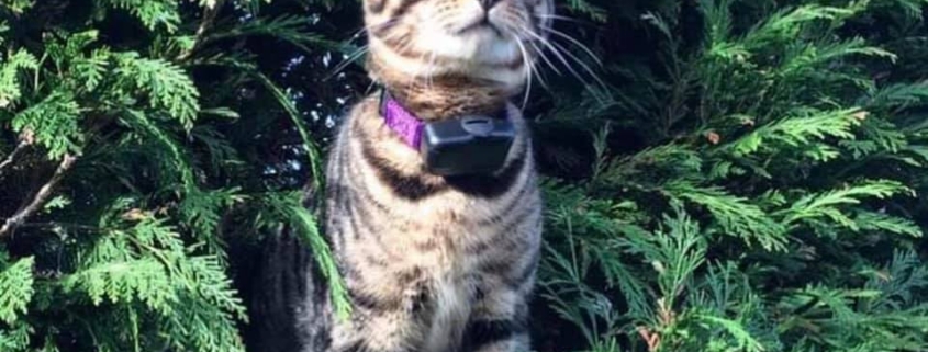 DIY Cat Fence giving cat the freedom to climb trees