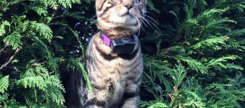 DIY Cat Fence giving cat the freedom to climb trees