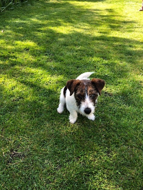 Small terrier puppy standing on a sunny lawn during early DogFence boundary training