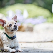 Chihuhua with collar correctly fitted