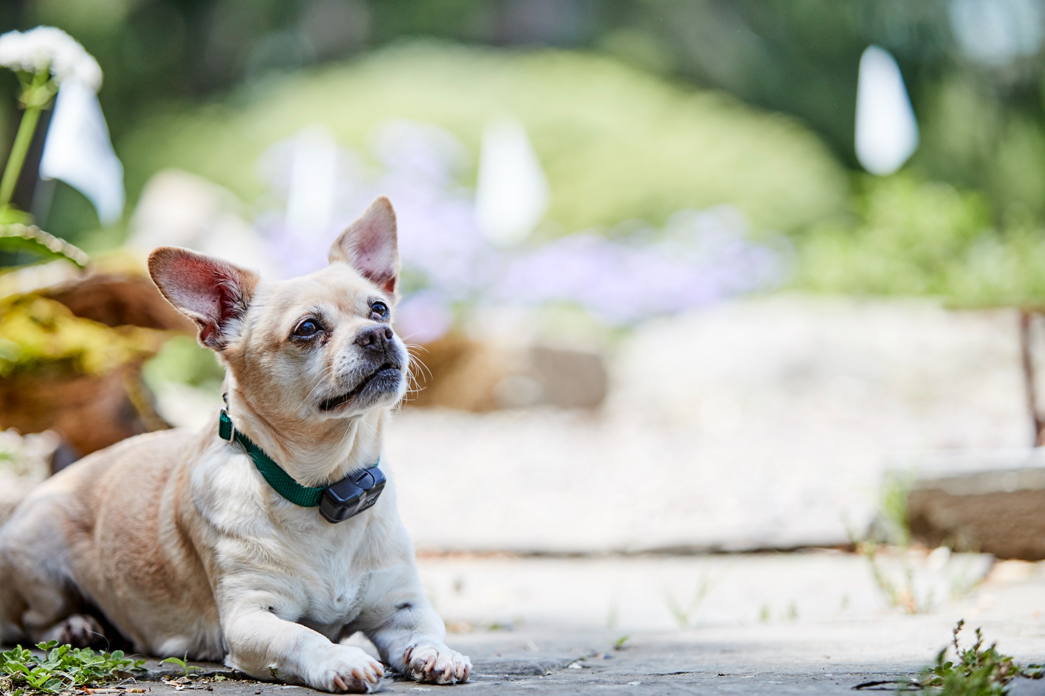 Small dog wearing a correctly fitted dog fence collar while relaxing safely in the garden