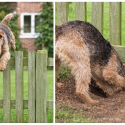 Escape artist dog jumping over a fence and digging under garden boundary