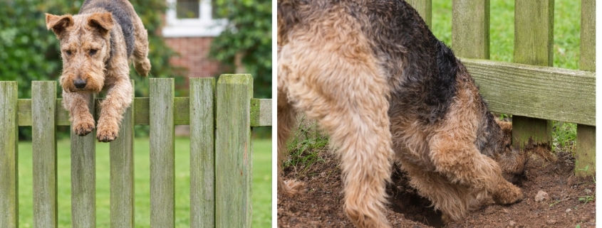Escape artist dog jumping over a fence and digging under garden boundary
