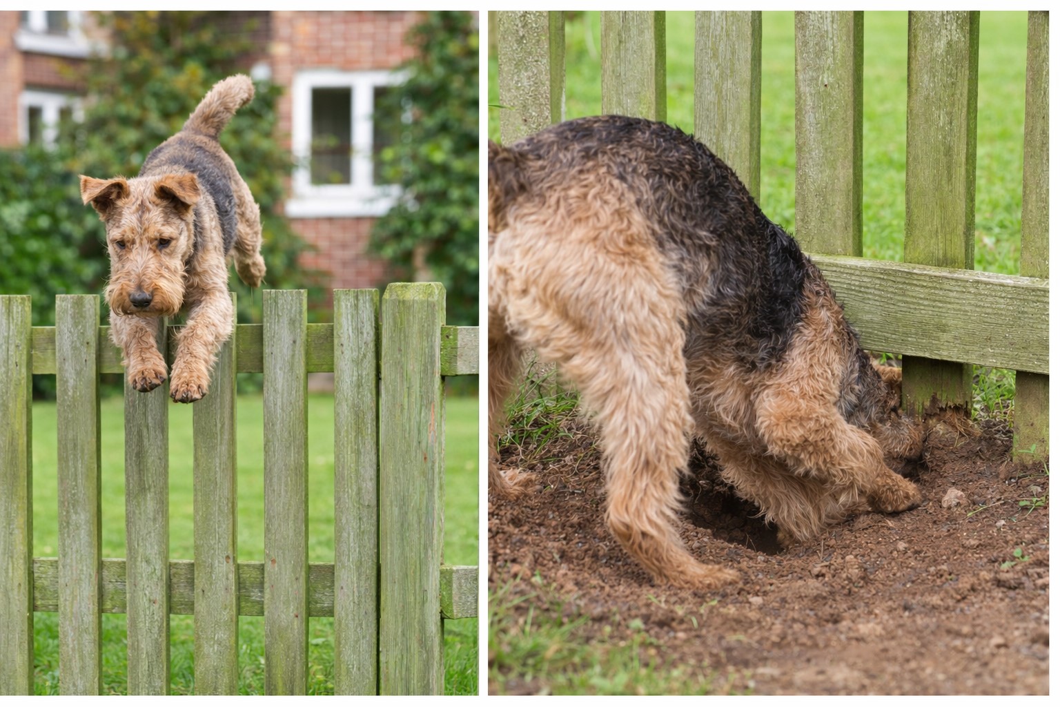 Working dog attempting to jump over and dig under a garden fence, showing instinct-driven escape behaviour