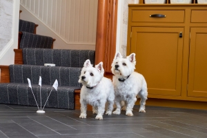 Indoor dog fence to protect staircase BOB battery operated boundary indoor dog fence preventing dogs from accessing a staircase