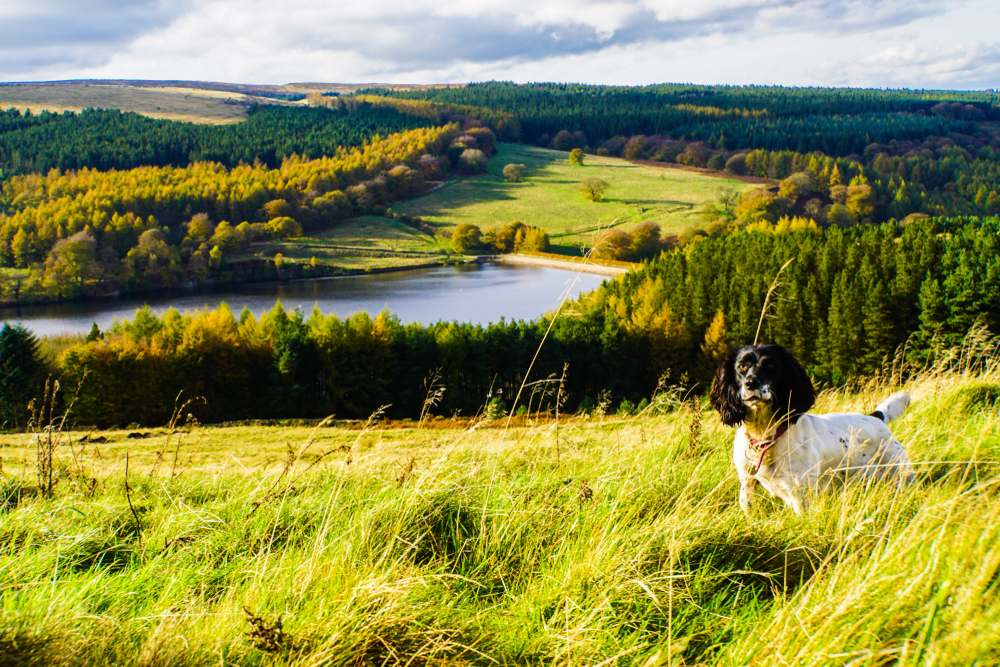 Dog moving through open British countryside, reflecting the landscape that shaped traditional working d