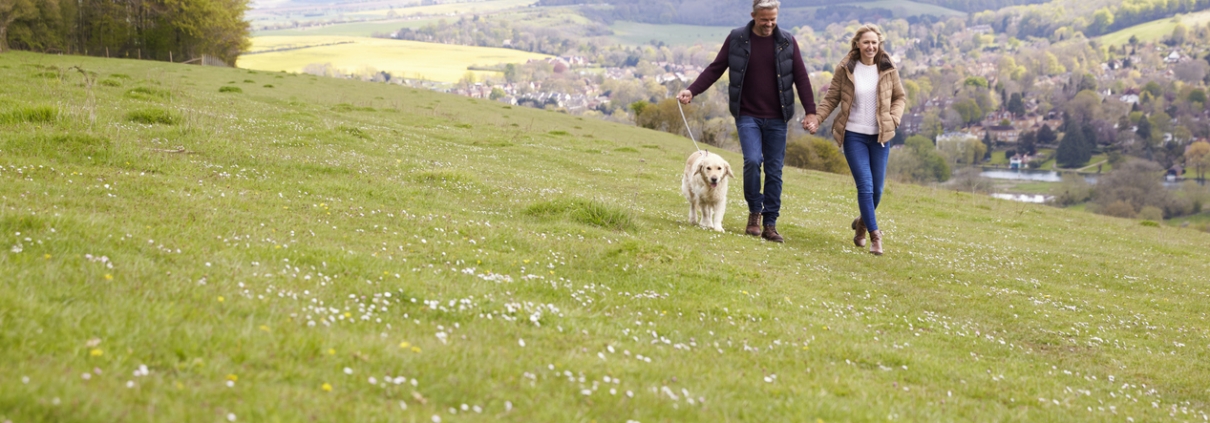 Dog walking in the British countryside, reflecting the heritage of traditional working dog breeds