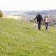 Dog walking in the British countryside, reflecting the heritage of traditional working dog breeds