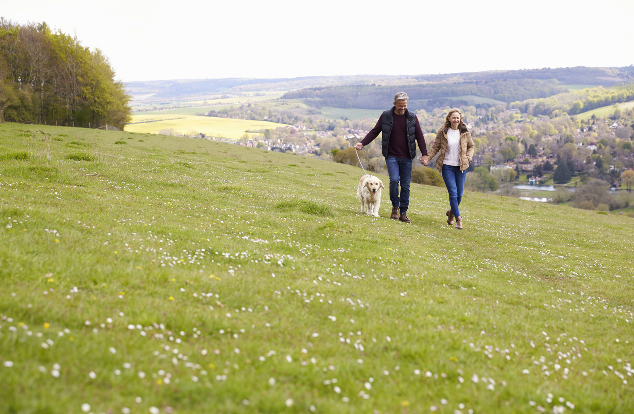 Dog walking in the British countryside, reflecting the heritage of traditional working dog breeds