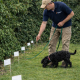 DogFence trainer guiding a young puppy on a lead during early boundary training with electronic fence flags placed along the hedge line