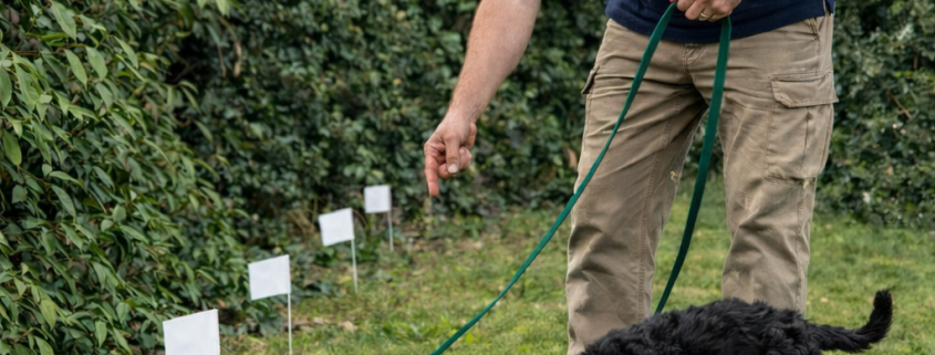 DogFence trainer guiding a young puppy on a lead during early boundary training with electronic fence flags placed along the hedge line