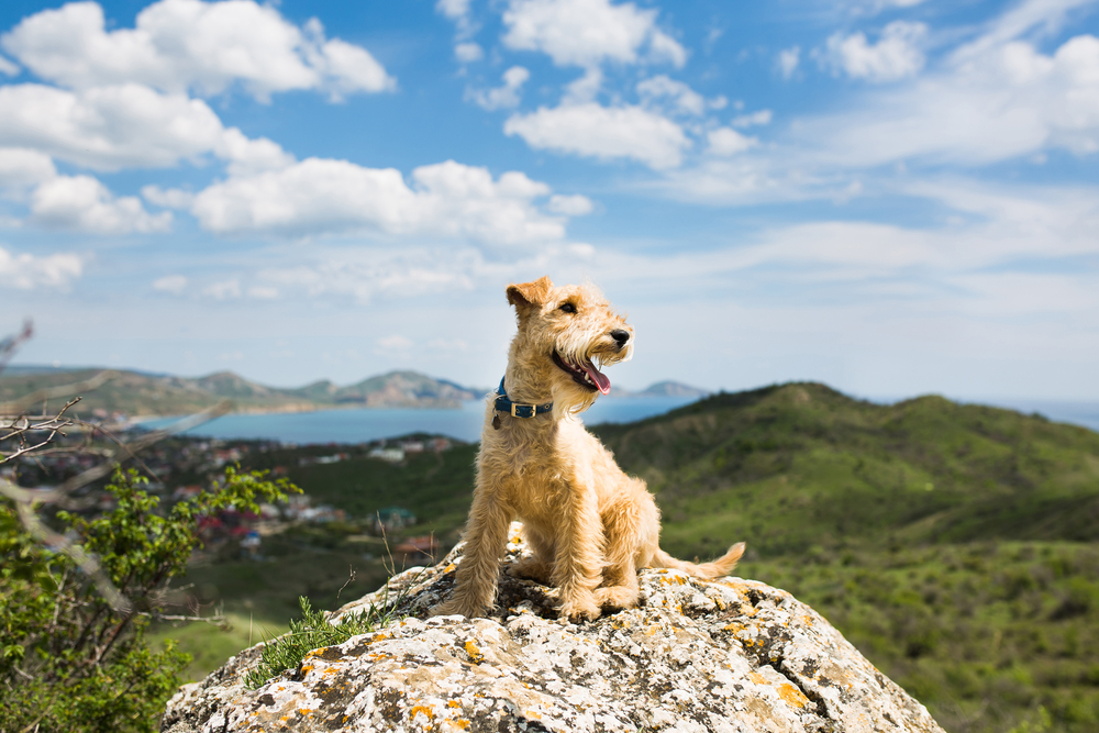 Lakeland Terrier, a traditional British working terrier known for its independence and strong instincts