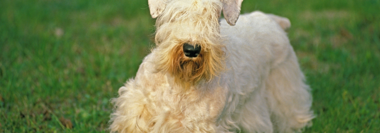 Sealyham Terrier in the garden