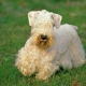 Sealyham Terrier in the garden