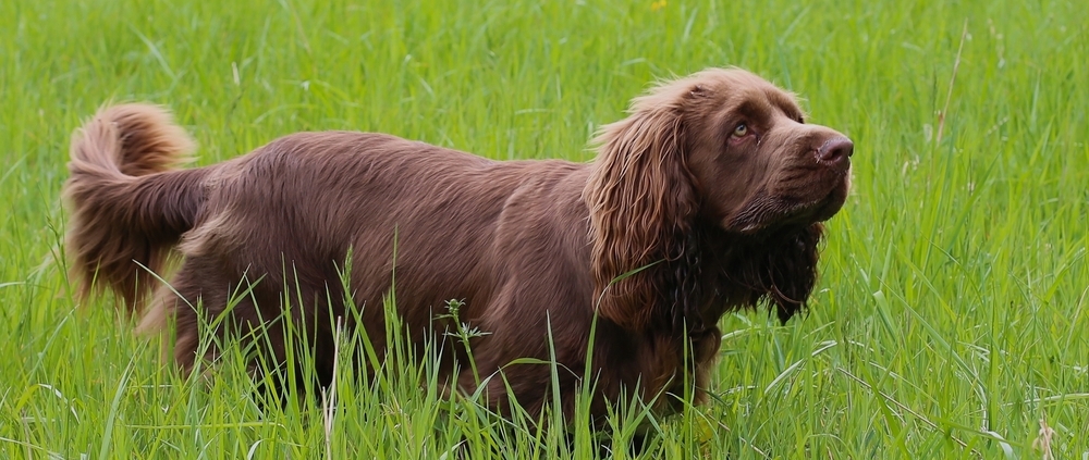 A golden-liver Sussex Spaniel standing in a garden showing its low-slung breed traits