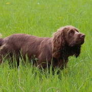 An,Adult,Male,Sussex,Spaniel,Standing,In,A,Field,Of A golden-liver Sussex Spaniel standing in a garden showing its low-slung breed traits