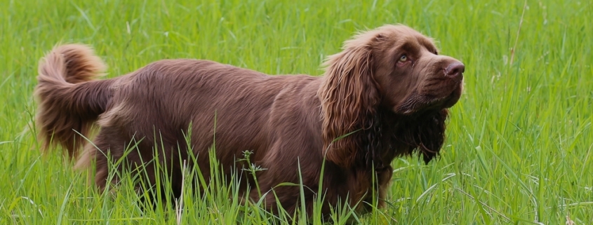 A golden-liver Sussex Spaniel standing in a garden showing its low-slung breed traits