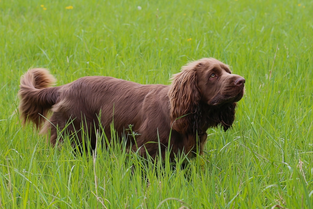 A golden-liver Sussex Spaniel standing in a garden showing its low-slung breed traits