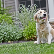 Dog safely enjoying freedom in a secure garden