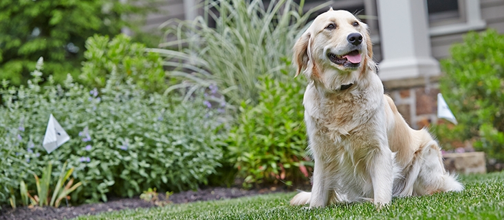Dog safely enjoying freedom in a secure garden