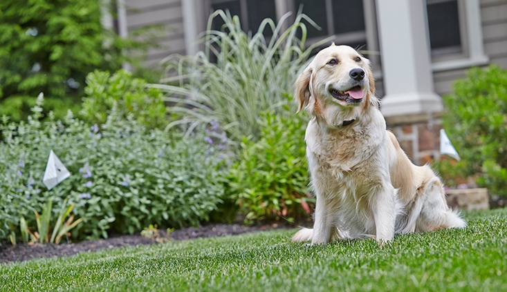 Dog safely enjoying freedom in a secure garden
