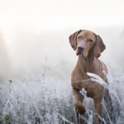 Hungarian hound dog in freezy winter time Dog following scent trail in winter garden