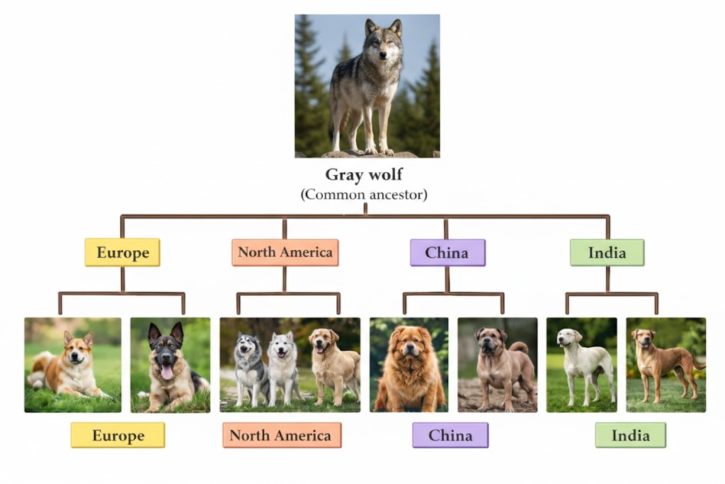 Evolution of man’s best friend from gray wolf to domestic dog