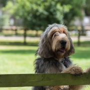 Otterhound dog looking beyond a garden boundary