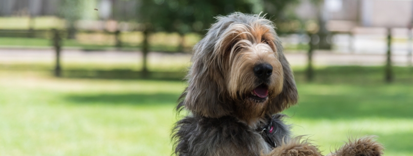 Otterhound dog looking beyond a garden boundary
