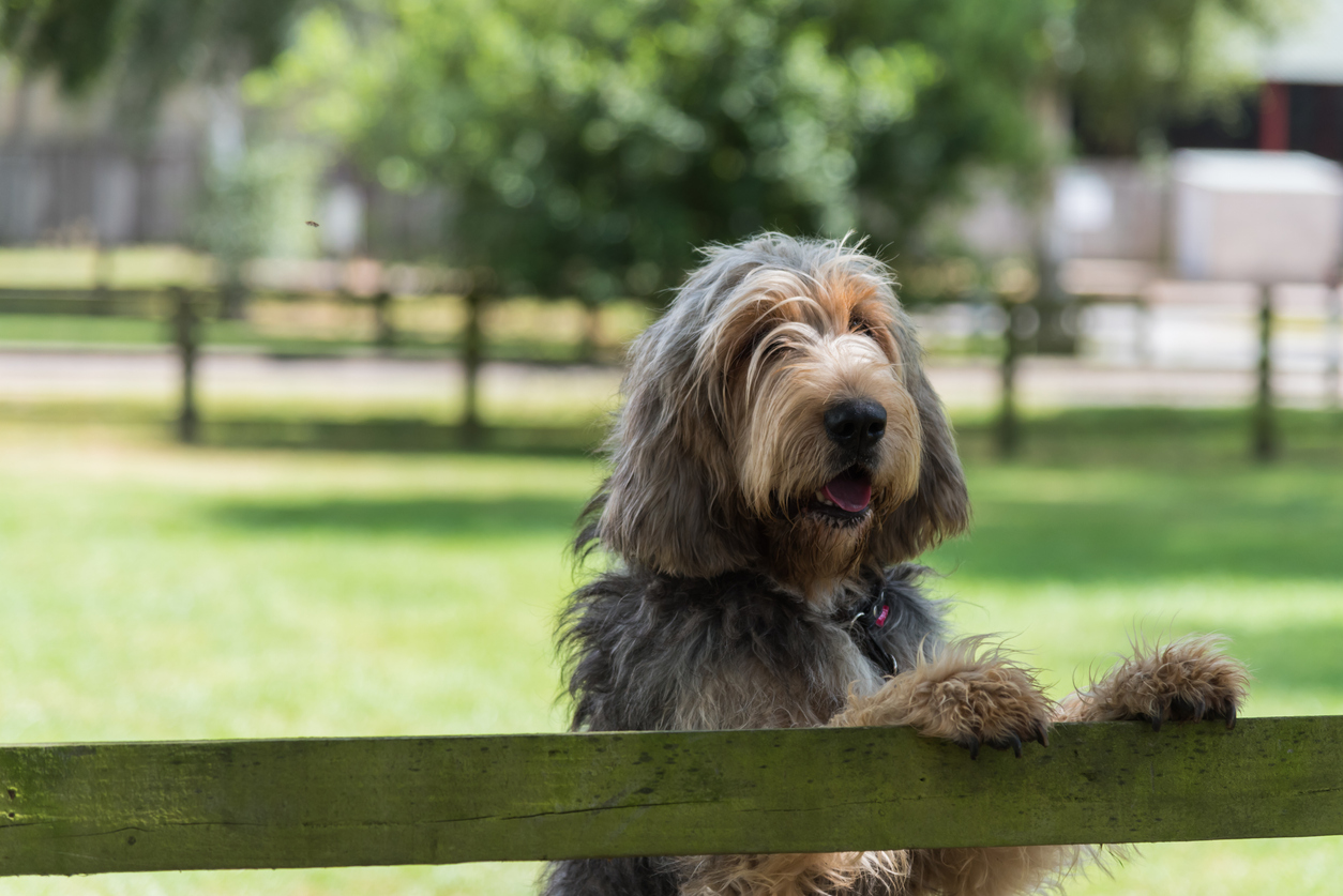 Otterhound dog looking beyond a garden boundary