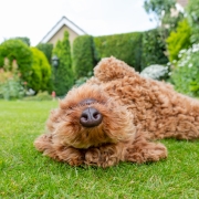 Man’s best friend enjoying a carefree moment rolling in the grass at home