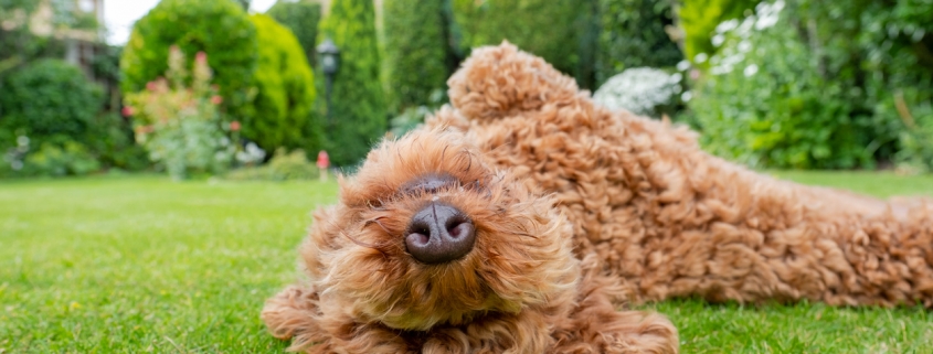Man’s best friend enjoying a carefree moment rolling in the grass at home