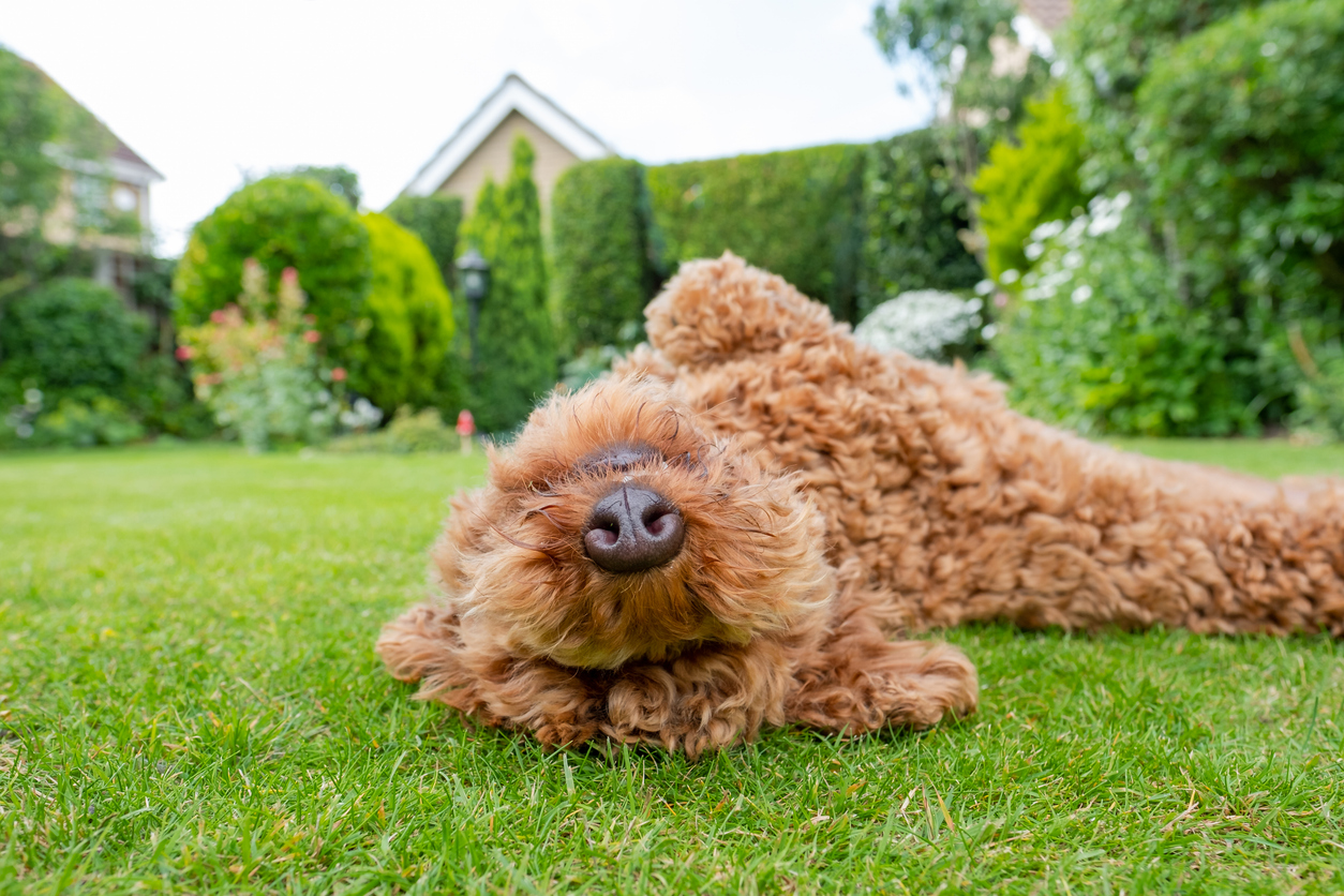 Man’s best friend enjoying a carefree moment in a secure garden