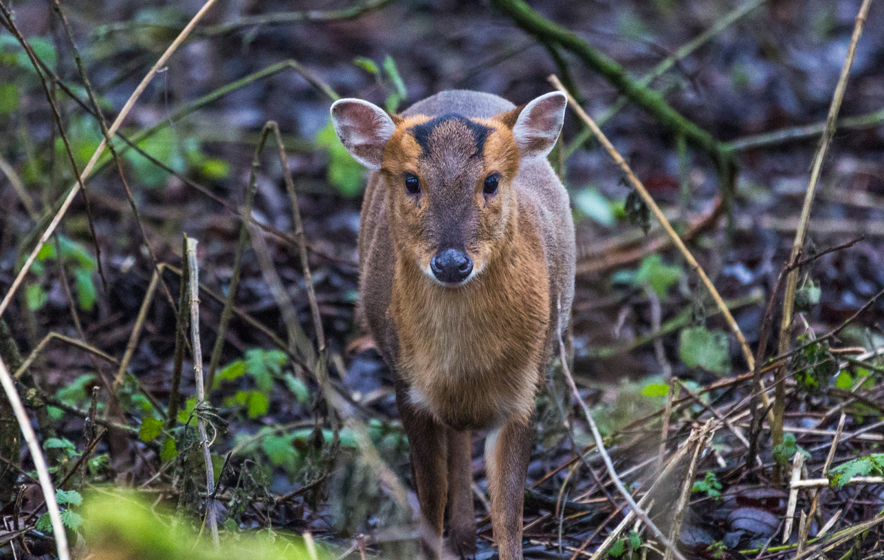 Muntjac deer moving through the countryside in winter