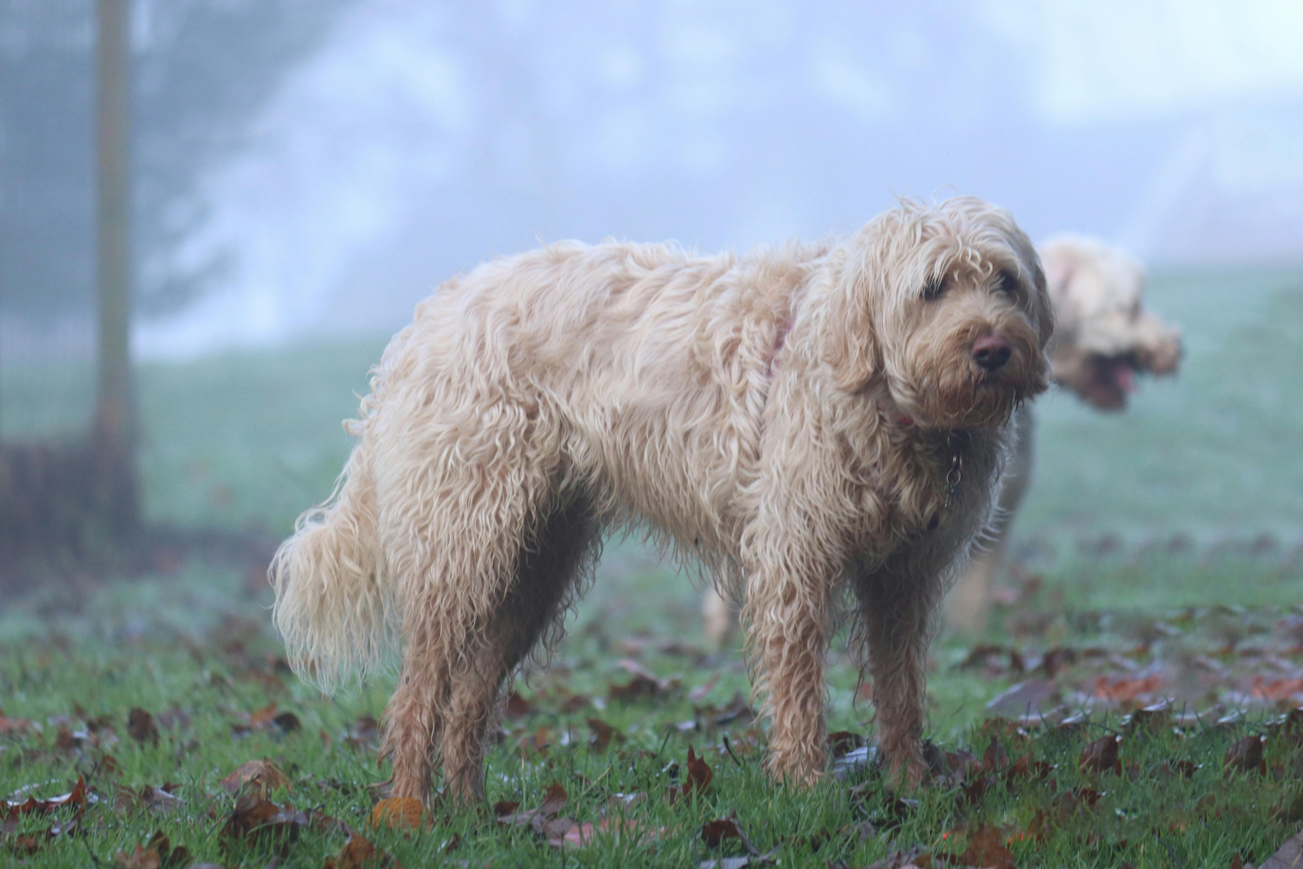 Otterhound dog standing alert in a rural garden setting
