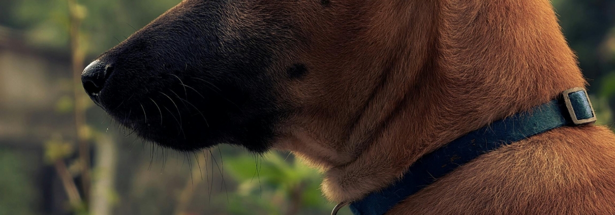 female dog in season alert at garden fence looking outward
