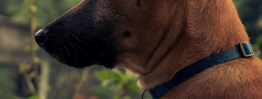 female dog in season alert at garden fence looking outward