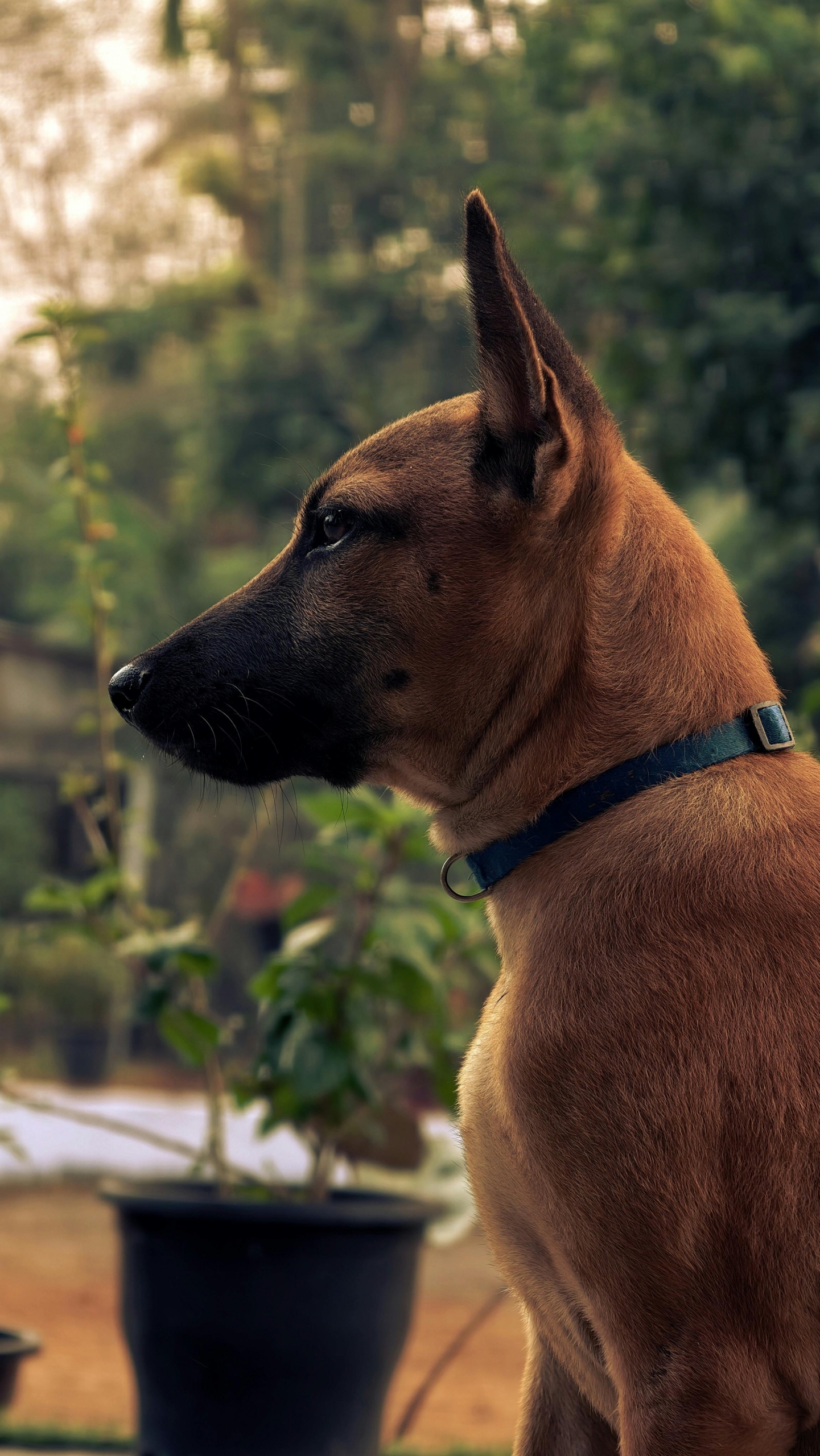 female dog in season alert at garden fence looking outward