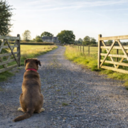Dog proof fencing challenges in rural UK properties Post and rail fencing with five bar gate on a rural UK property showing typical gaps that require dog proof fencing for rural properties