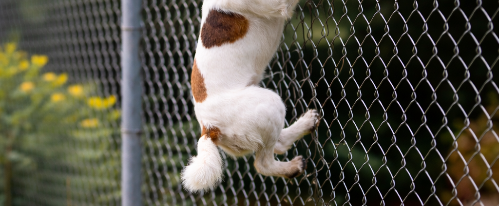Jack Russell Terrier climbing a 6ft chain link fence with barbed wire extension demonstrating how a dog can jump or scale high fencing