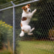 Jack Russell Terrier climbing a 6ft chain link fence with barbed wire extension demonstrating how a dog can jump or scale high fencing