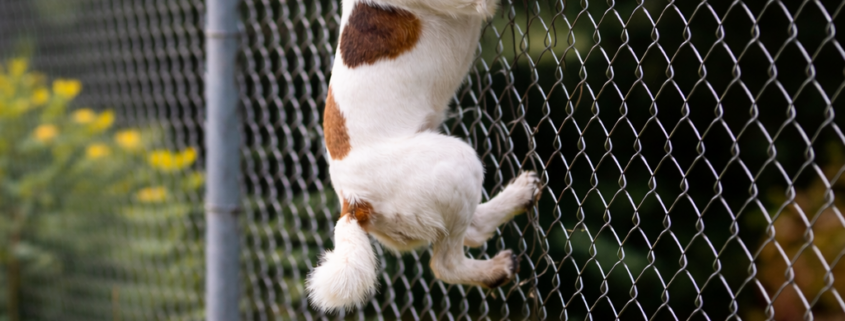 Jack Russell Terrier climbing a 6ft chain link fence with barbed wire extension demonstrating how a dog can jump or scale high fencing