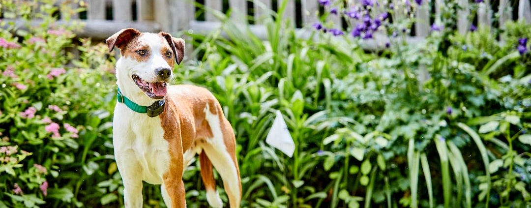 A happy dog standing calmly inside a well-kept garden with fence boundary visible