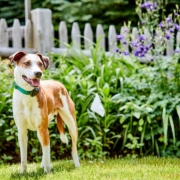 A happy dog standing calmly inside a well-kept garden with fence boundary visible